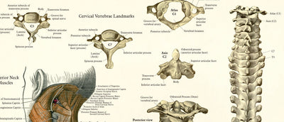 Anatomy posters and charts