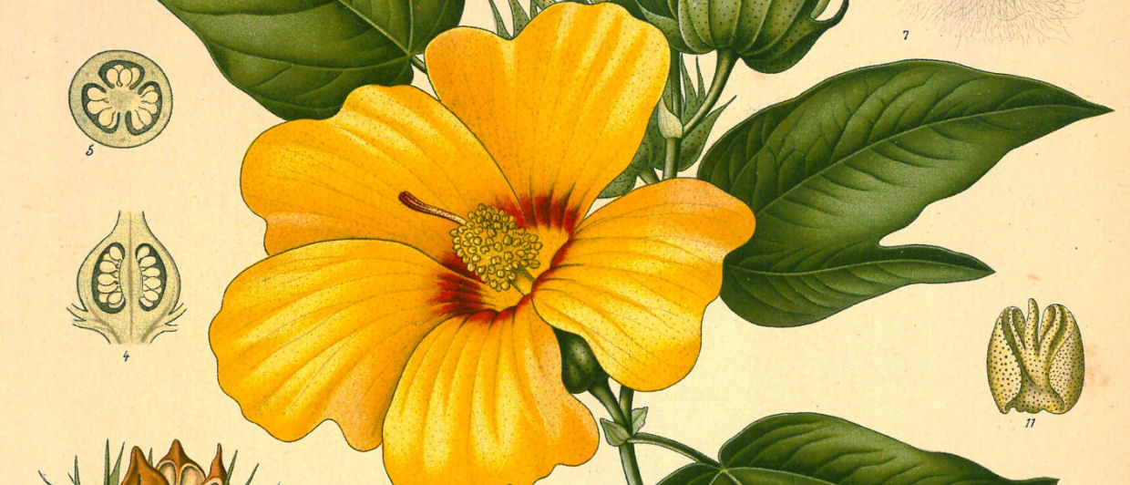 Digital image collection downloads