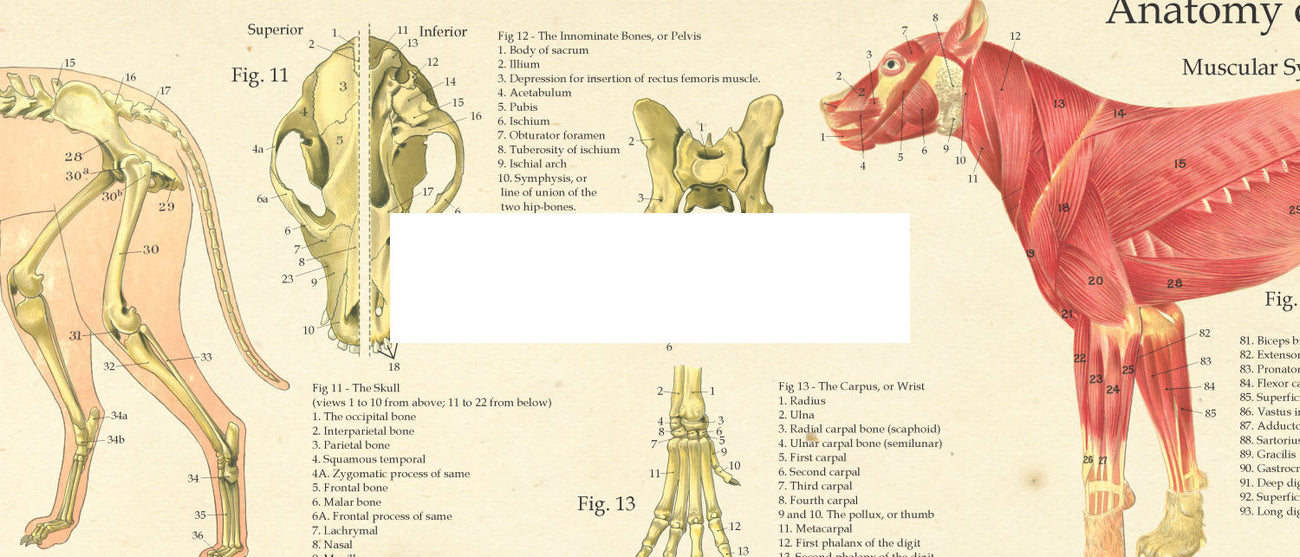 Dog Anatomy Posters