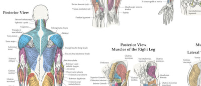 Human anatomy posters charts