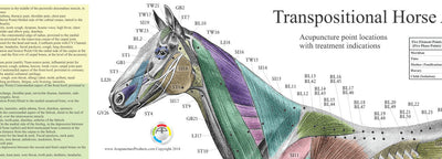 Veterinary acupuncture charts and posters