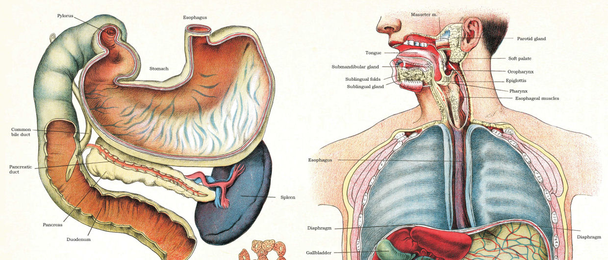 Vintage human anatomy posters