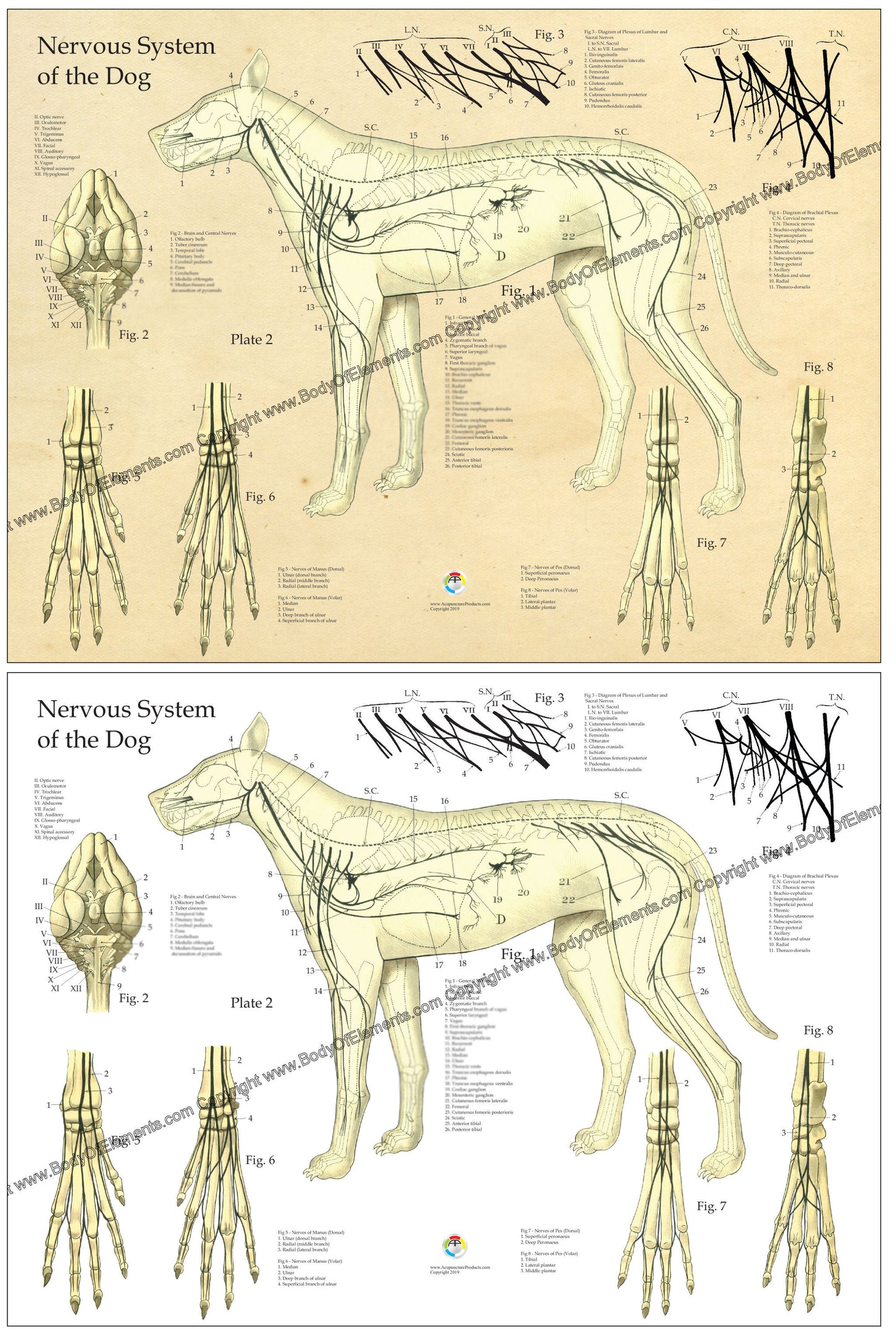 Dog nervous system chart