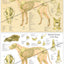 Dog skeletal skull anatomical chart