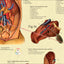 Cow Internal Anatomy Poster