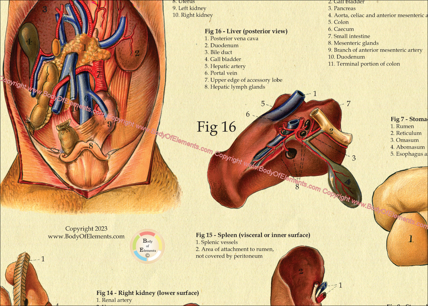 Cow Internal Anatomy Poster