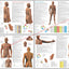 Set of 8 Acupuncture Meridian Points and Pathways Posters