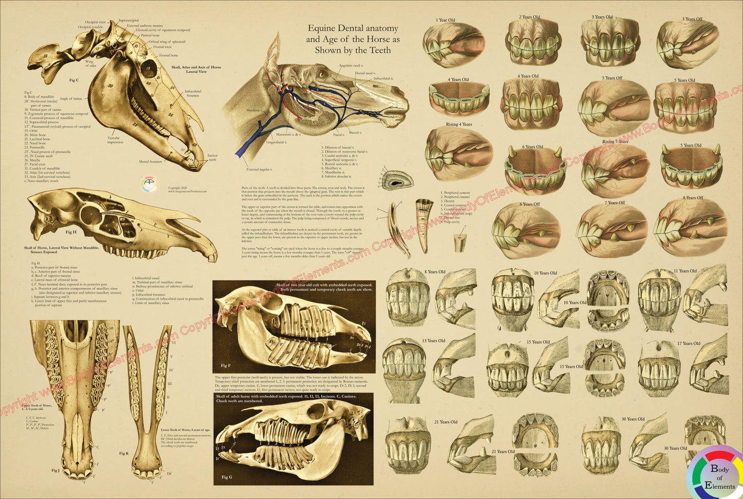 Age of the horse by teeth chart