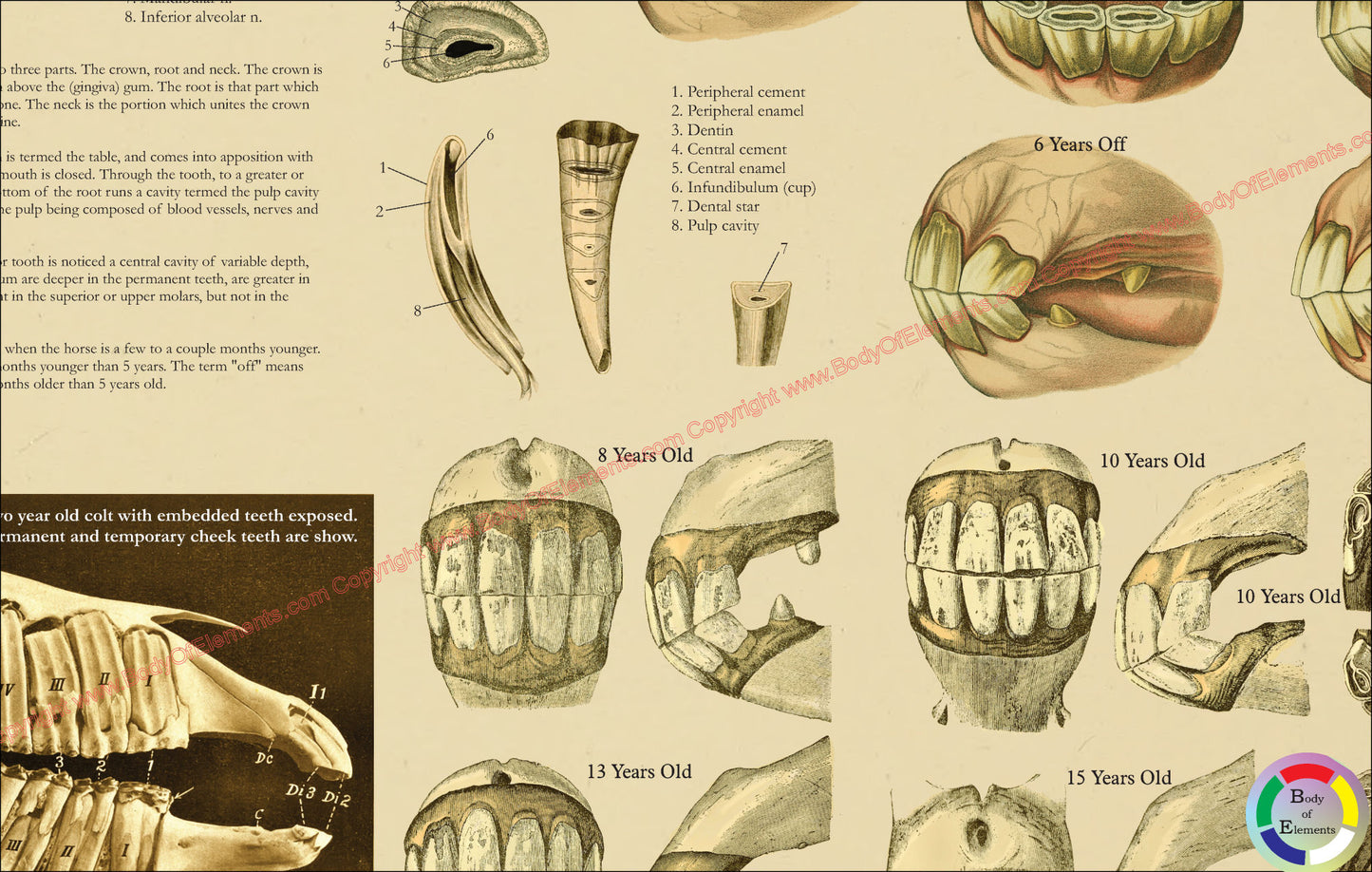 Age of the horse by dental wear poster