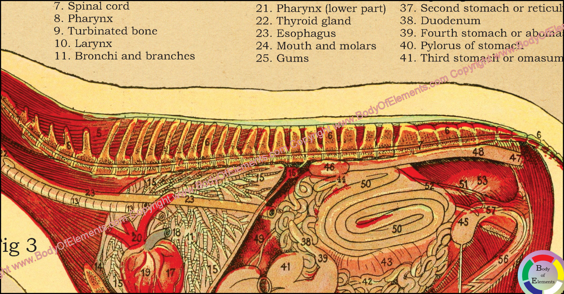 Internal anatomy of the sheep.