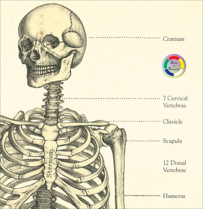 Anterior human skeleton