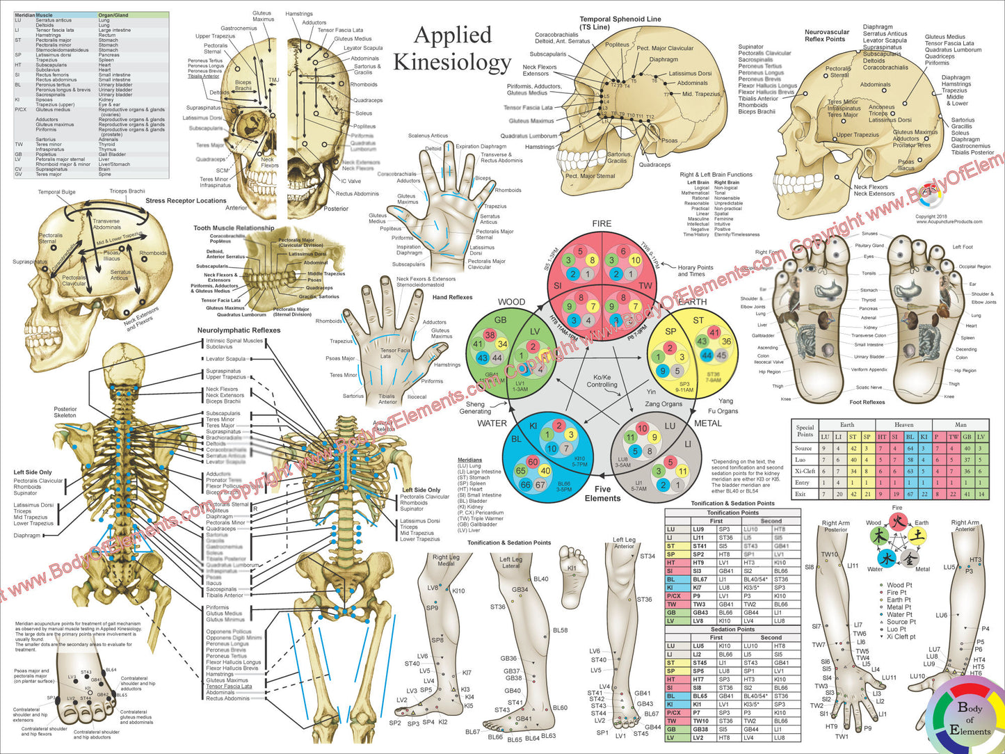 Applied Kinesiology Poster 18 X 24