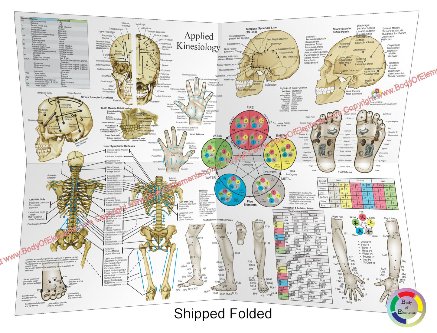 Applied Kinesiology Poster 18 X 24 Folded