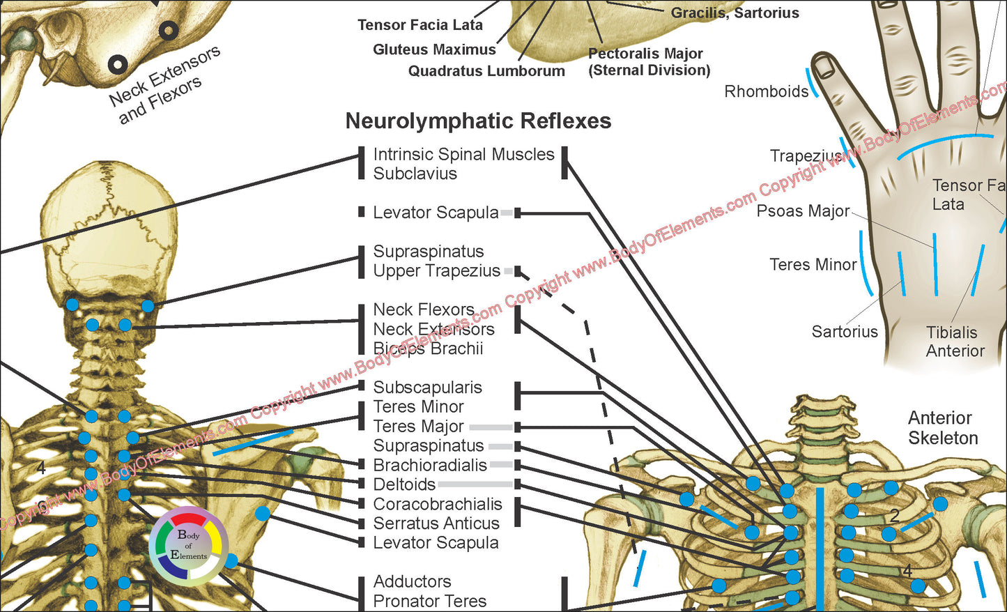 Applied Kinesiology Poster 18 X 24