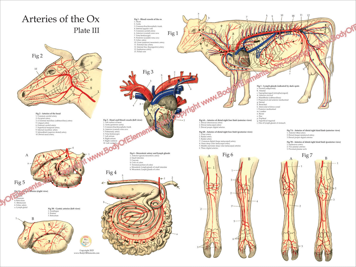 Cow Blood Vessels Anatomy Poster