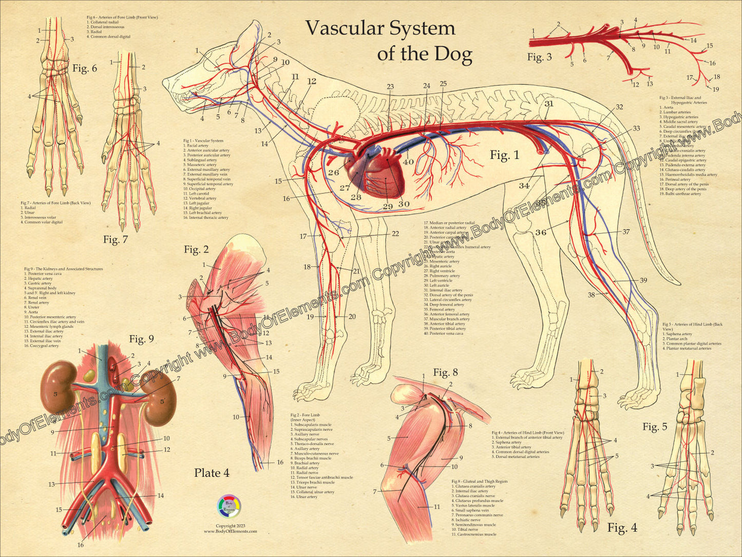 Dog vascular anatomy poster