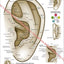 Ear Acupuncture Chart in Spanish 8.5" X 11"