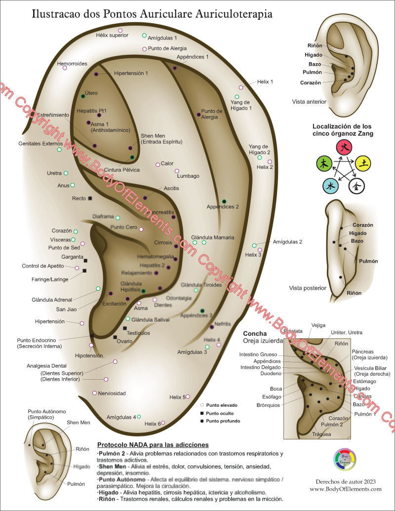 Ear Acupuncture Chart in Spanish 8.5" X 11"