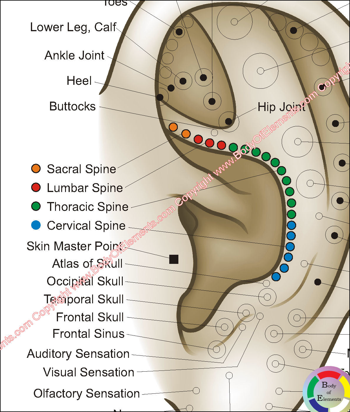 Auricular spine location points ear chart