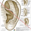 Ear Acupuncture Chart in Spanish 8.5" X 11"