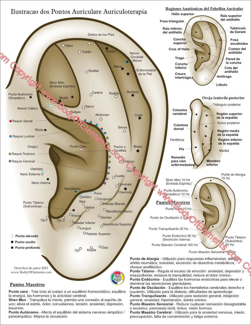 Ear Acupuncture Chart in Spanish 8.5" X 11"