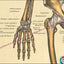 Bones of the wrist and hand chart
