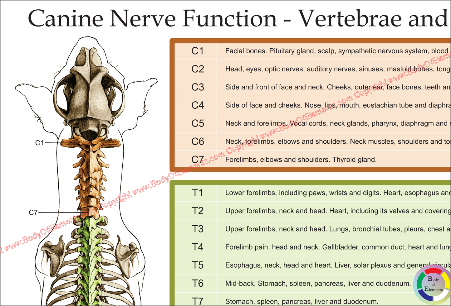 Dog nerve function by vertebral level