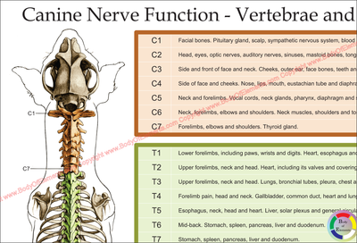 Dog nerve function by vertebral level
