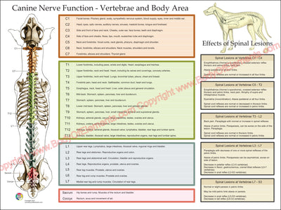 Canine nerve function by vertebrae and body area