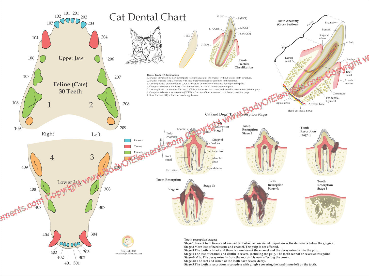Cat Teeth Types cat-teeth-types