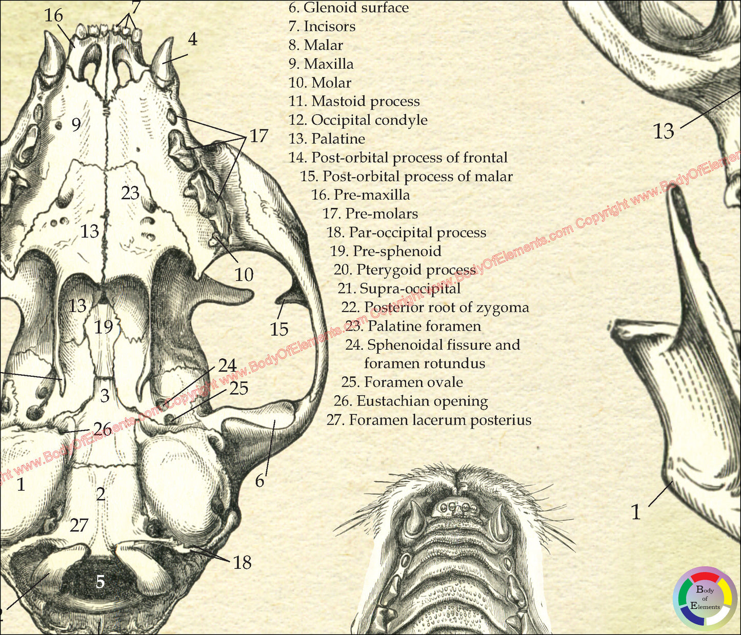 Cat Skull Anatomy Poster