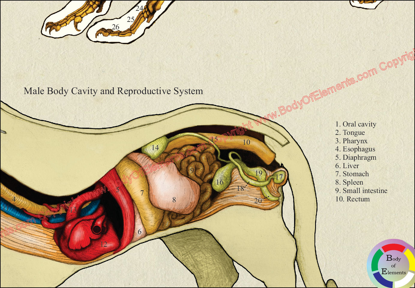 Cat feline anatomy poster