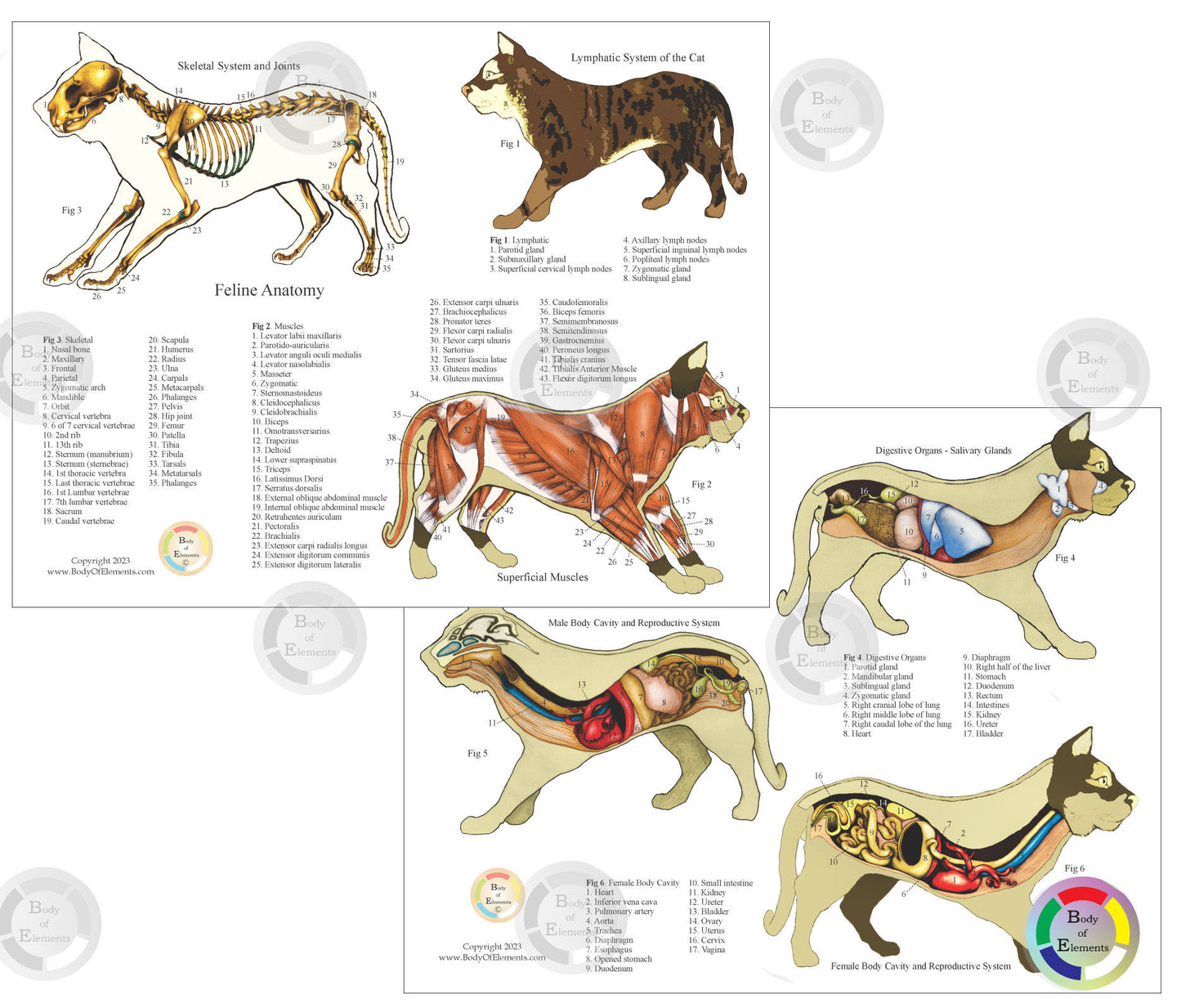 Cat anatomical chart