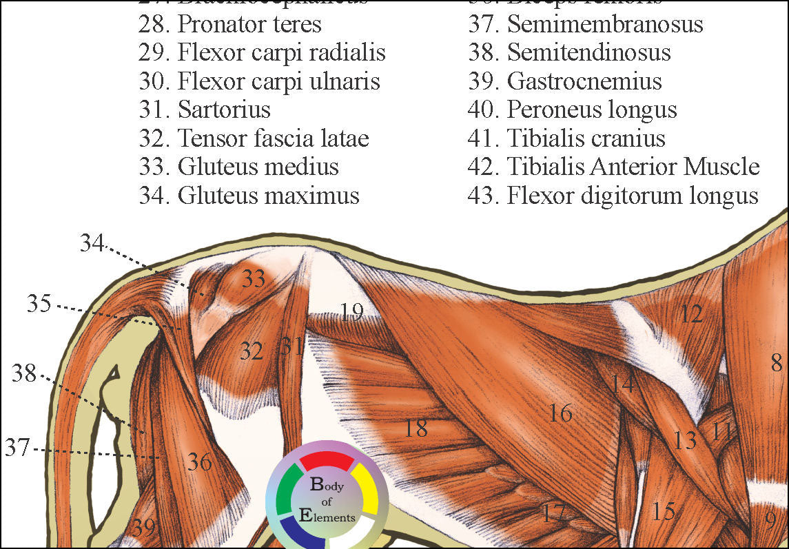 Domestic cat muscle anatomy chart