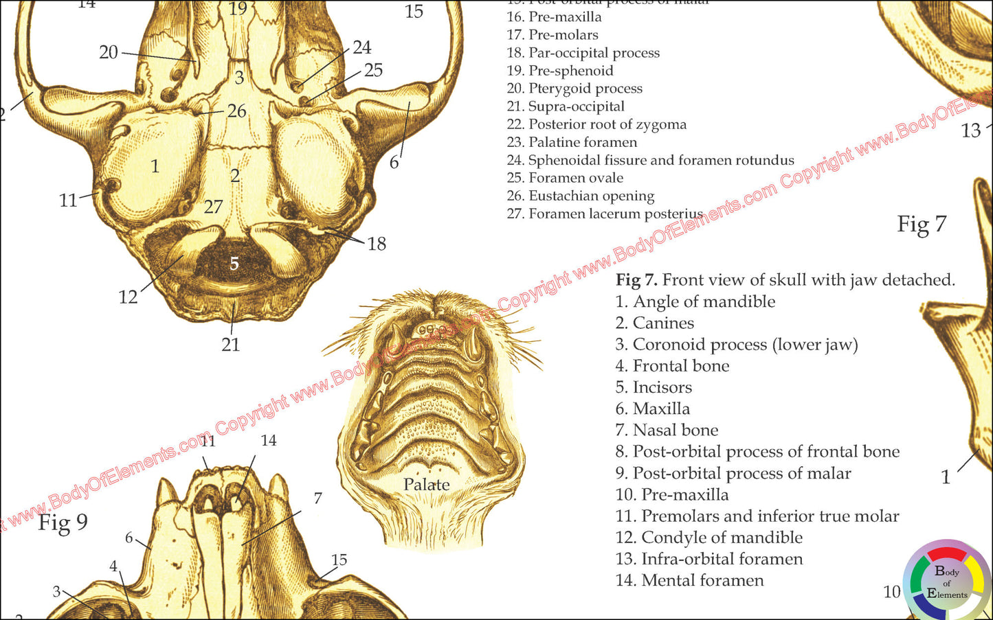 Bones of the cats skull anatomy chart