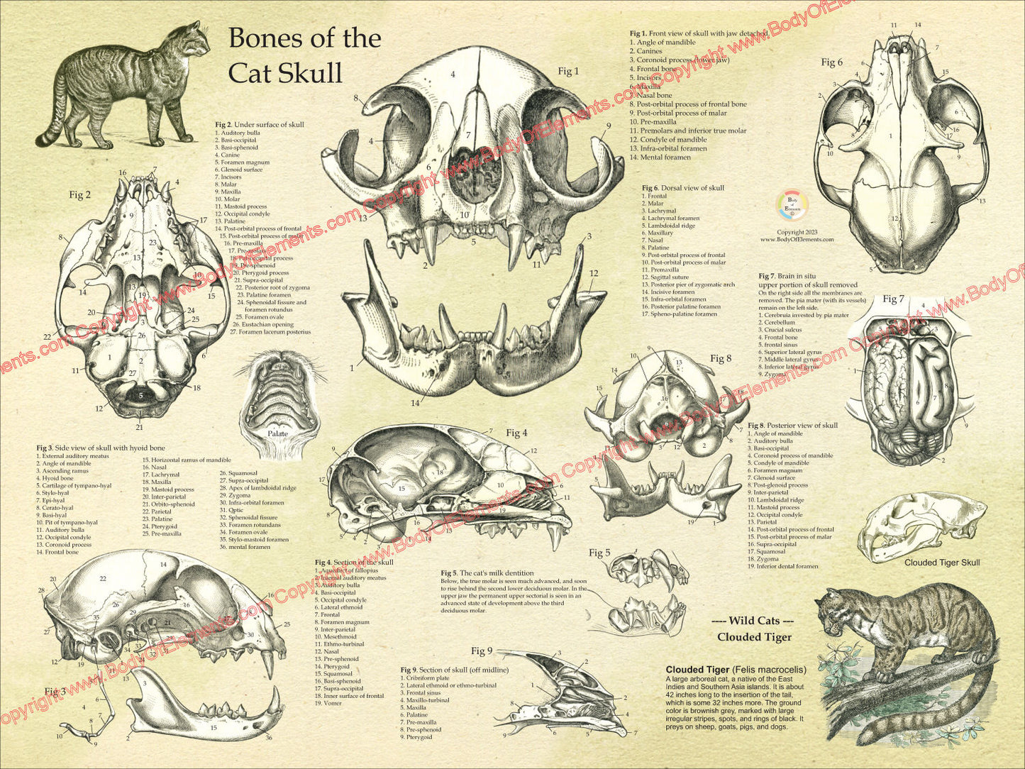 Cat Skull Anatomy Poster