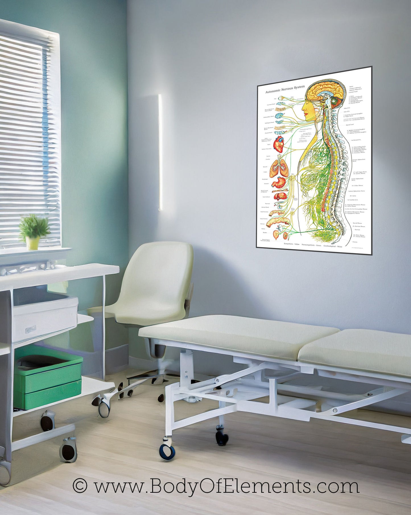 Chiropractic clinic wall chart nerves