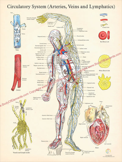 Lymphatic system arteries veins poster