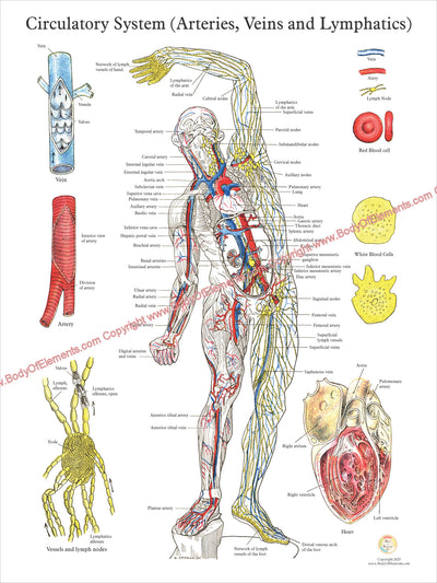 Arteries veins lymphatics poster