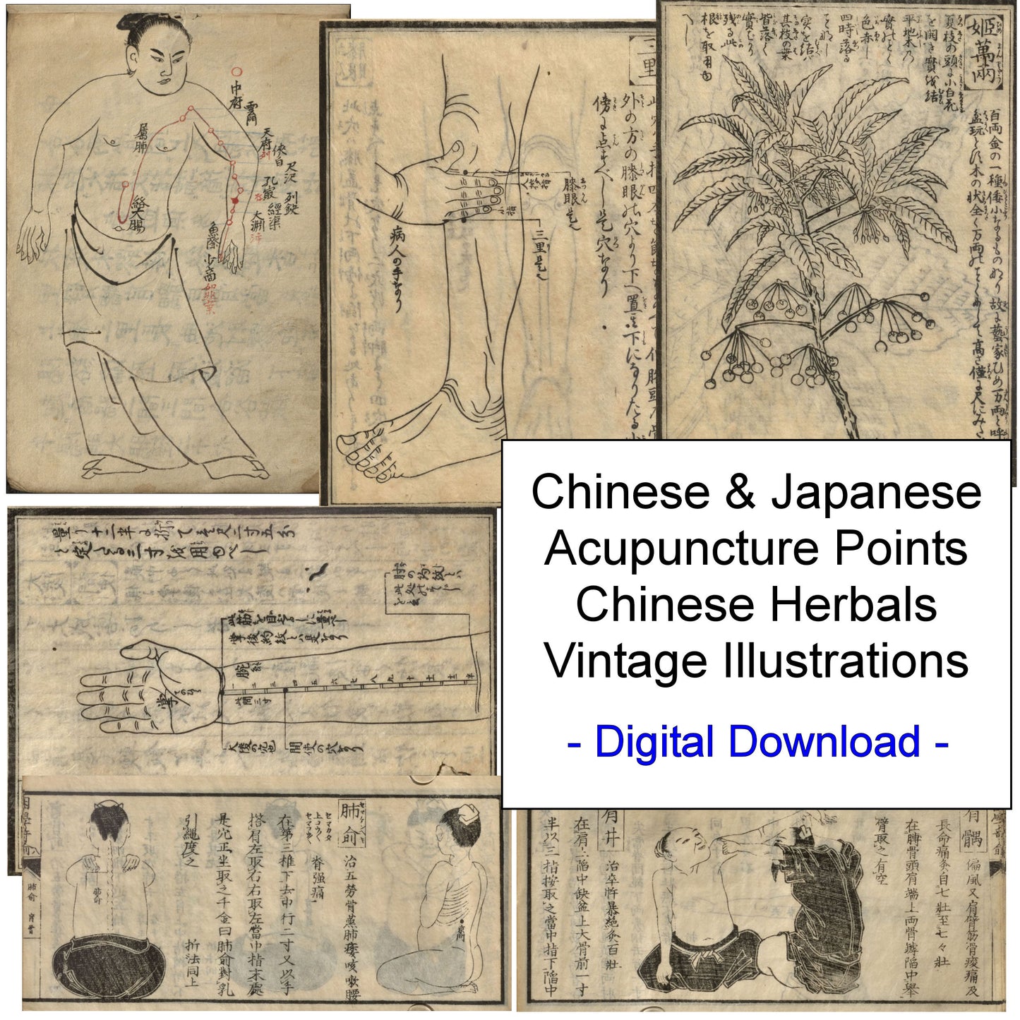 Chinese Medicine Japanese Acupuncture Vintage Illustrations Prints Download
