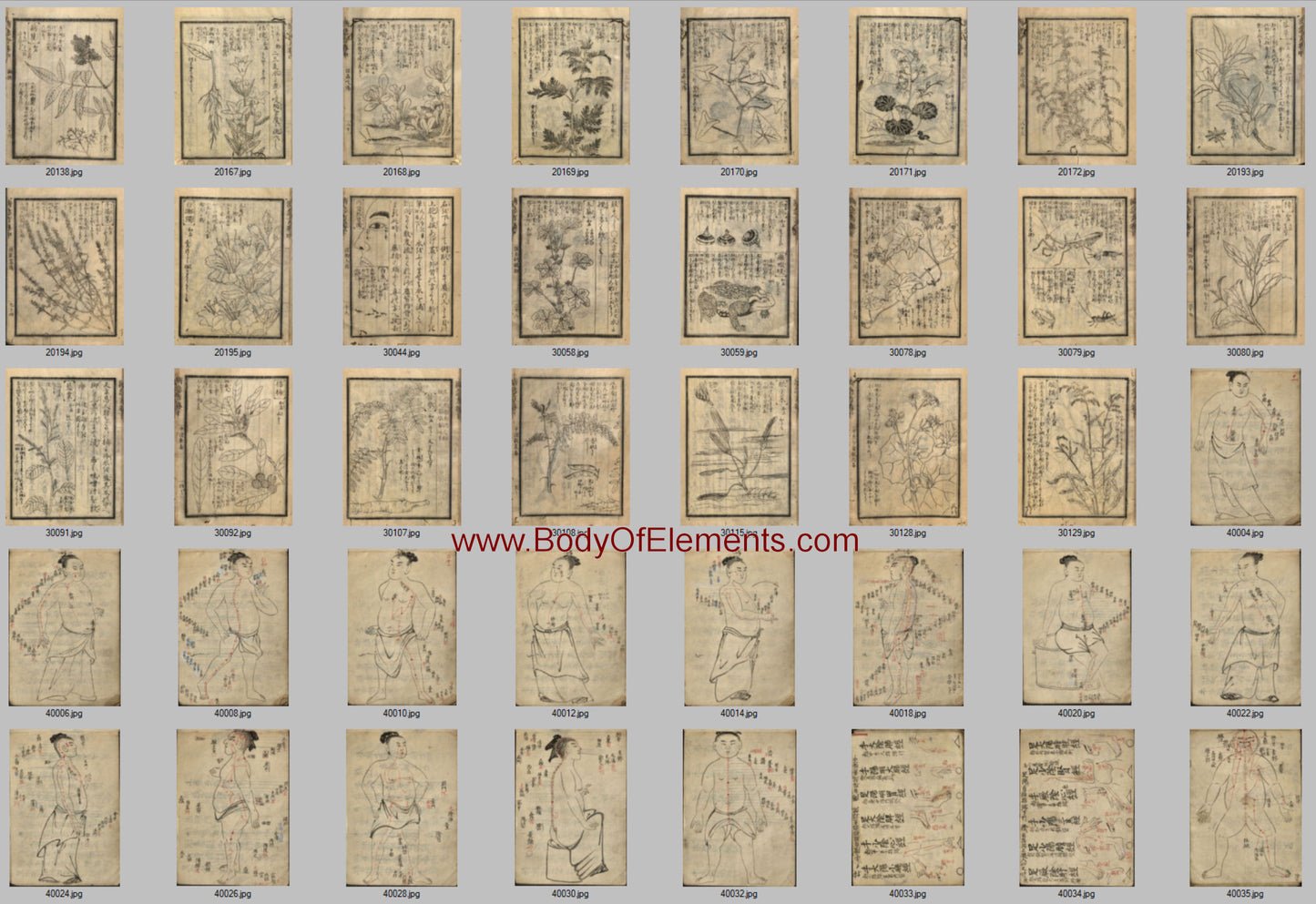Chinese Medicine Japanese Acupuncture Vintage Illustrations Prints Download