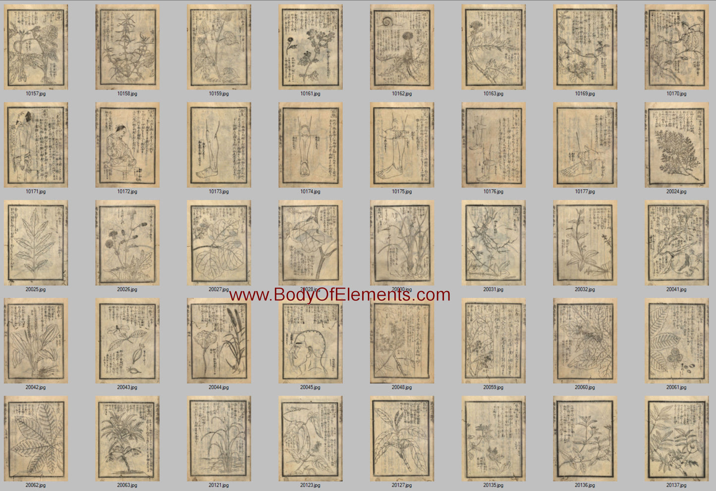 Chinese Medicine Japanese Acupuncture Vintage Illustrations Prints Download