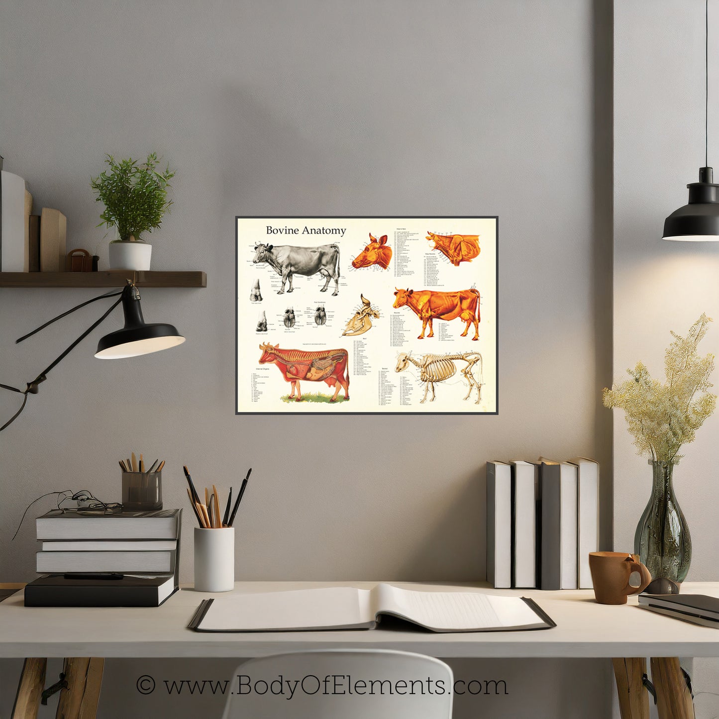 Veterinary clinic cow anatomy wall chart