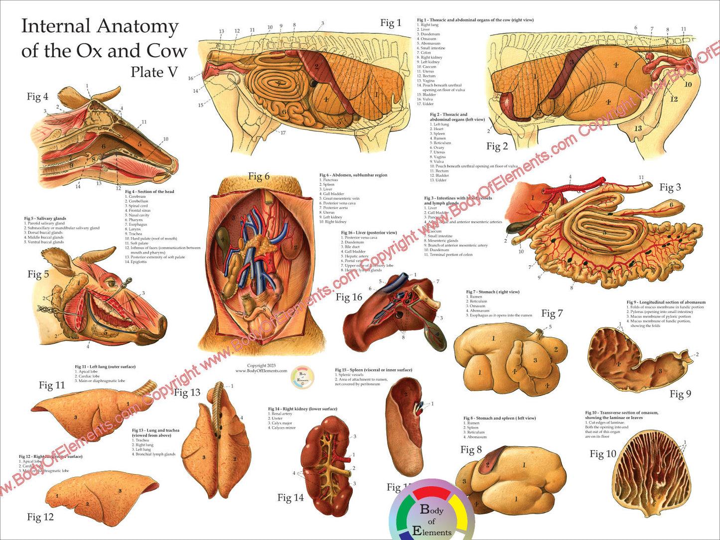 Cow Internal Anatomy Poster