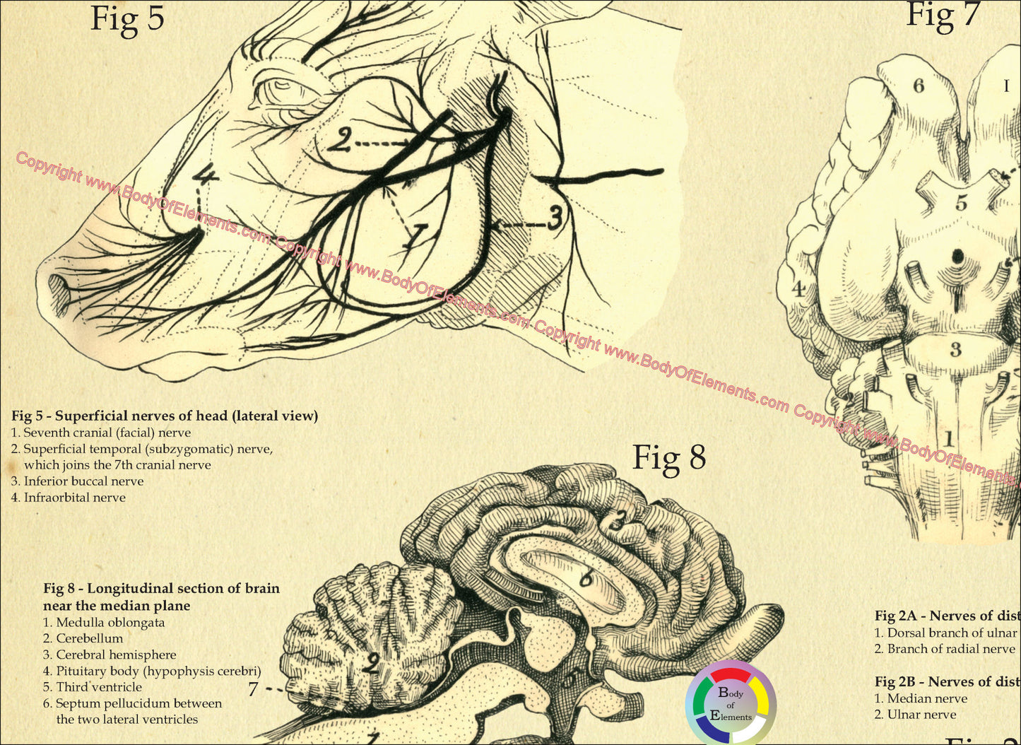 Cow Nervous System Anatomy Poster 18" X 24"