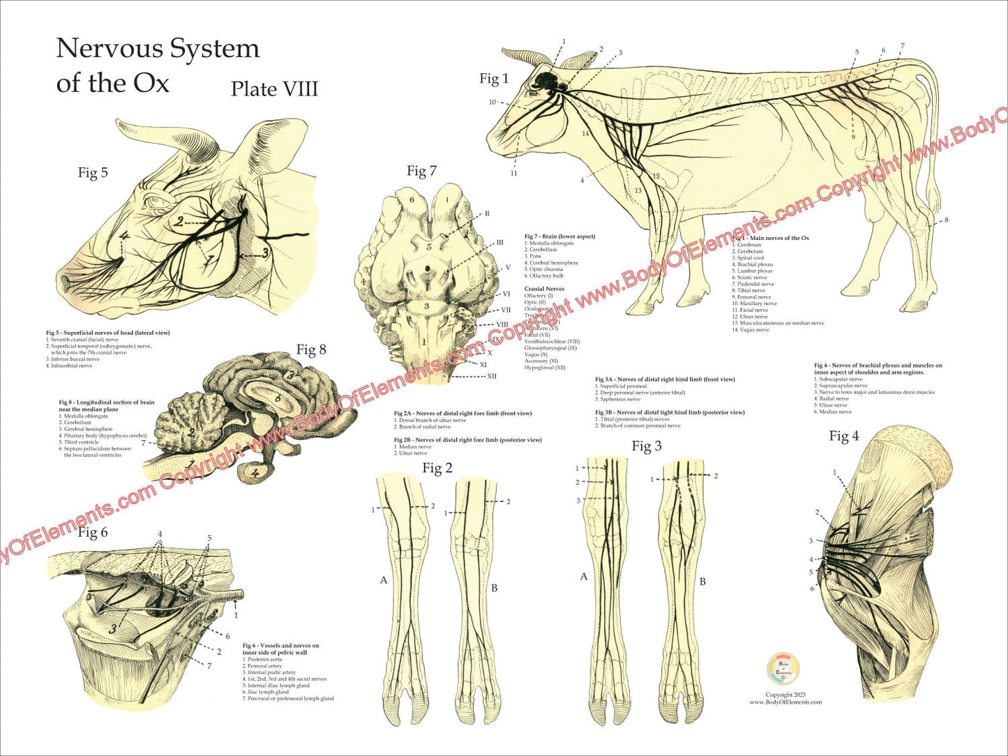 Cow Nervous System Anatomy Poster 18" X 24"