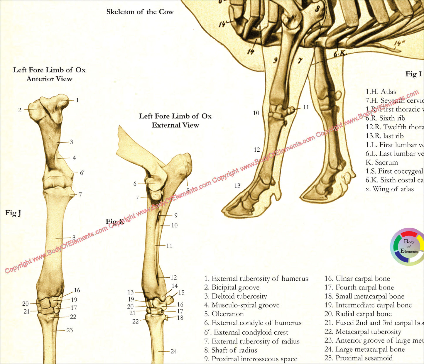 Cow Skeletal Anatomy Poster