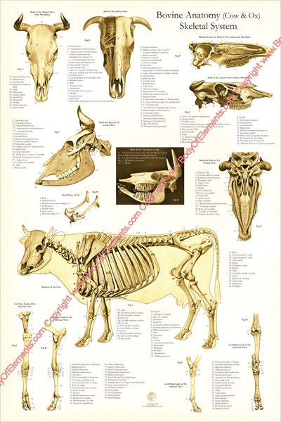 Cow Skeletal Skull Anatomy Poster