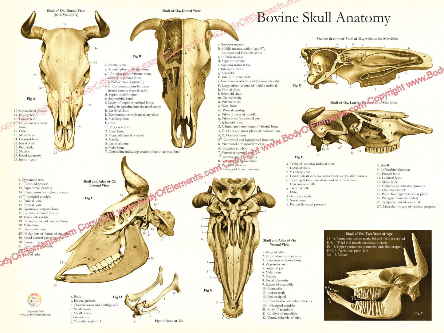 Cow Skull Anatomy Poster