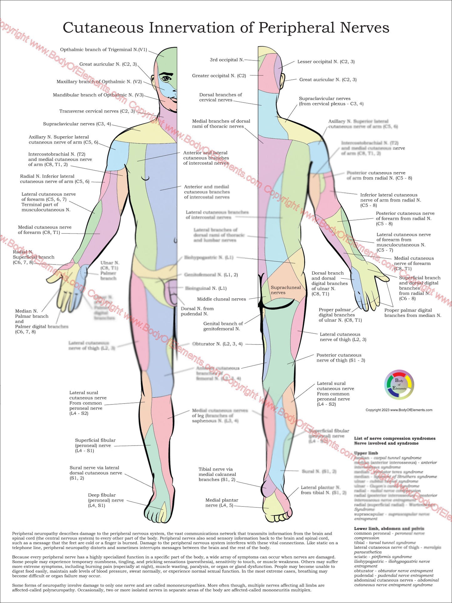 Cutaneous innervation of the peripheral nerves chart